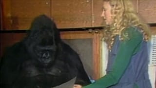 Koko the gorilla