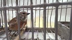EU court rules Malta's 'barbaric' finch trapping is illegal