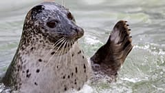 Спасенные людьми балтийские тюлени вернулись в дикую природу 
