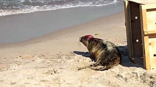 Spaziergänger gefährden Robbenbabys an der Ostsee