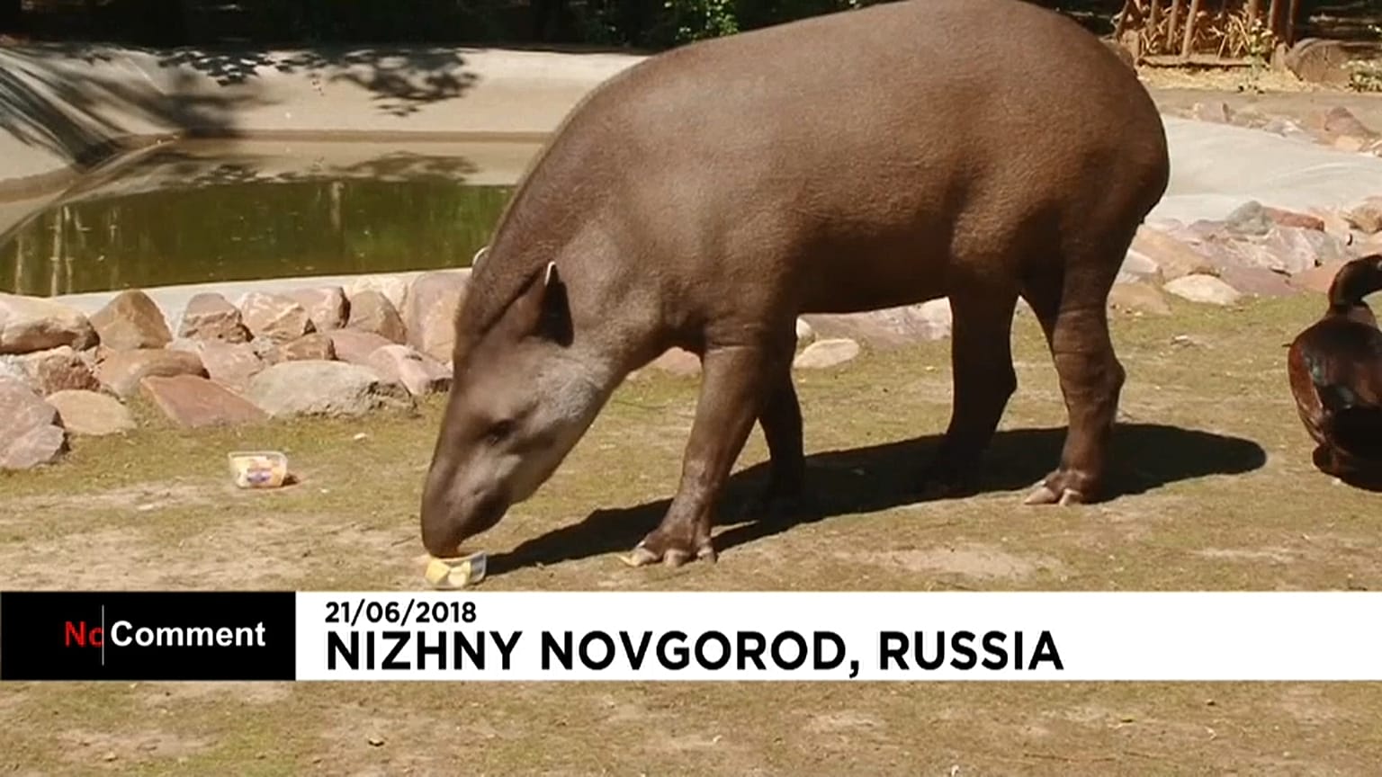 Cleopatra, o tapir 'adivinho' deste Mundial 
