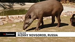Cleopatra, o tapir 'adivinho' deste Mundial 