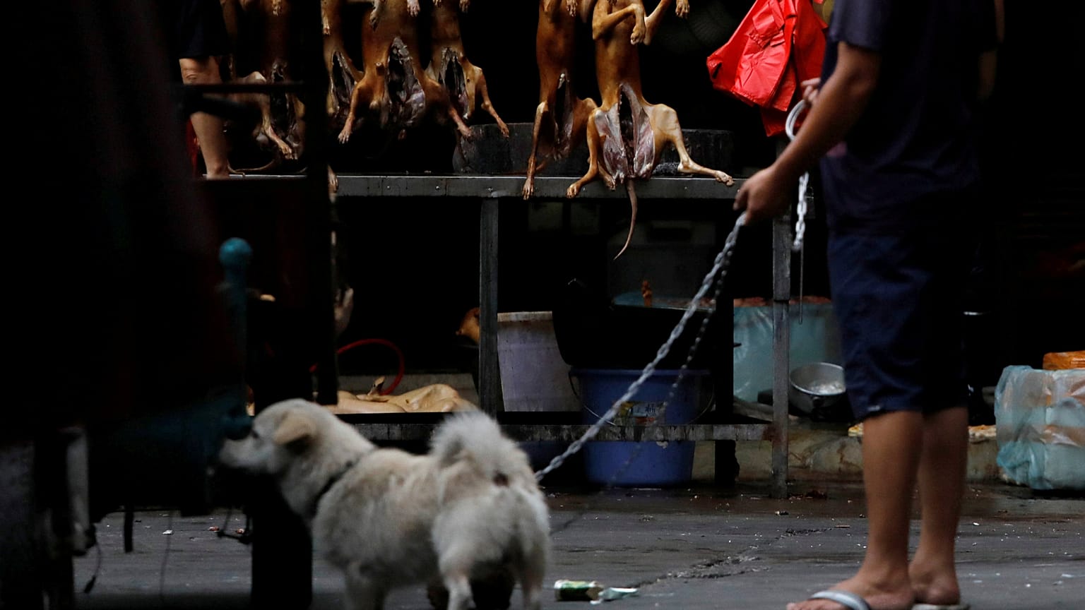 Hayvanseverlere müjde: Güney Kore’de köpek kesmek artık yasak!