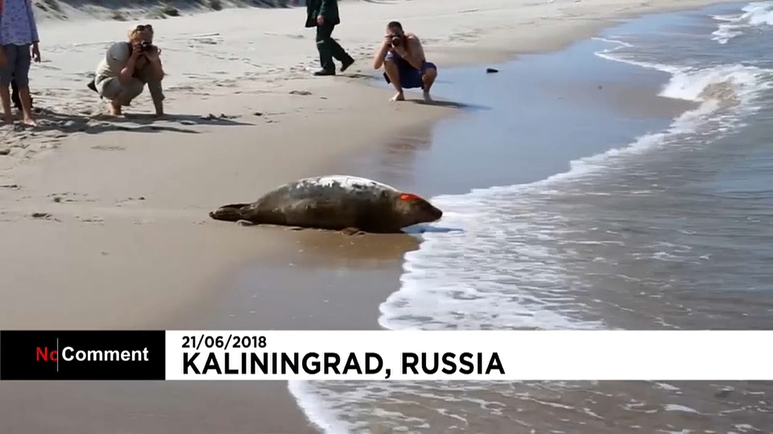 Zoo de Kaliningrado liberta focas bebé para o mar
