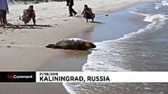 Zoo de Kaliningrado liberta focas bebé para o mar