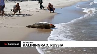 Zoo de Kaliningrado liberta focas bebé para o mar