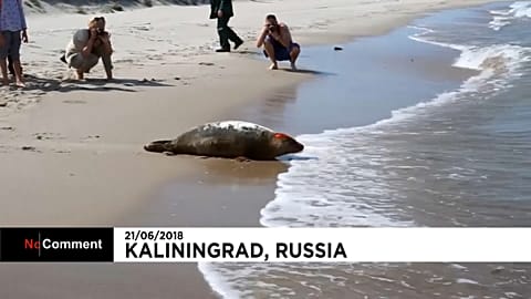 Zoo de Kaliningrado liberta focas bebé para o mar