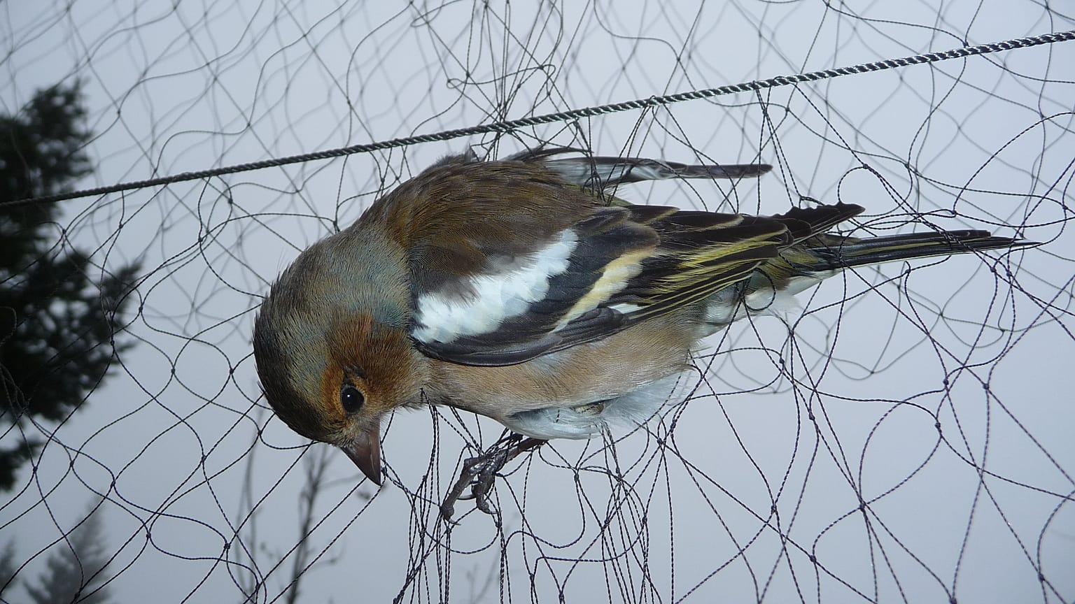 EU-Gericht: Vogelfang auf Malta ist illegal