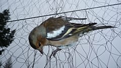 EU-Gericht: Vogelfang auf Malta ist illegal