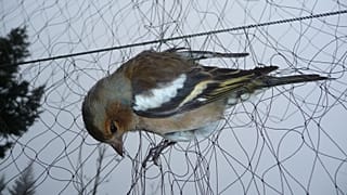 EU-Gericht: Vogelfang auf Malta ist illegal