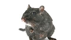 Ratte frisst 15.000 Euro aus dem Geldautomaten