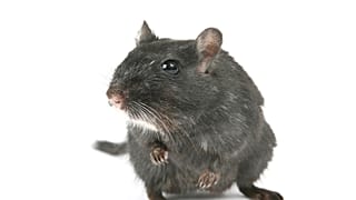 Ratte frisst 15.000 Euro aus dem Geldautomaten