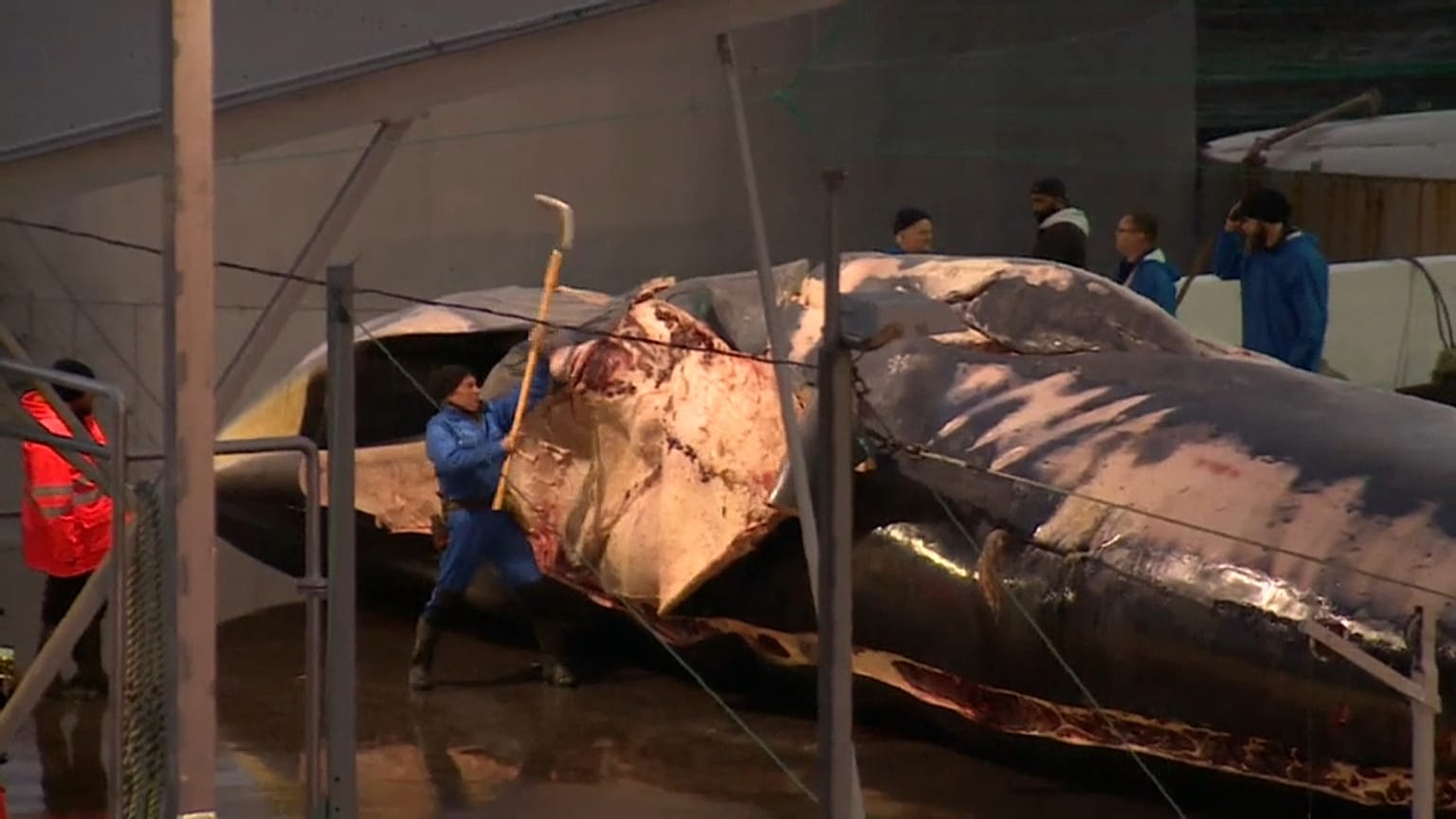 L'Islande reprend la chasse à la baleine