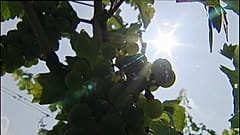 Empresa condenada por falsificar vinhos Château Margaux