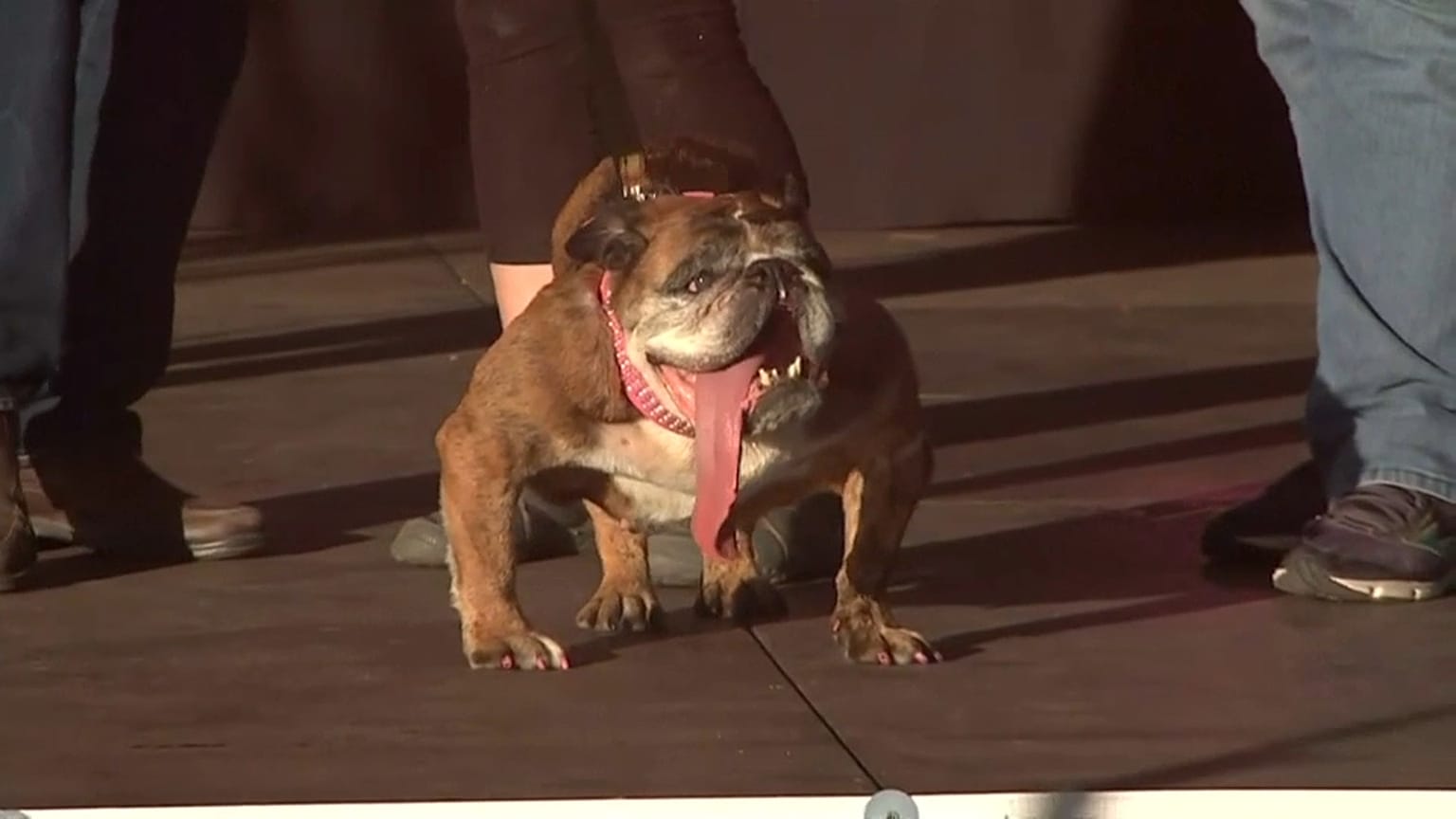 Zsa Zsa, der "hässlichste Hund der Welt"