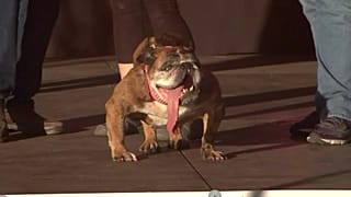 Zsa Zsa, der "hässlichste Hund der Welt"