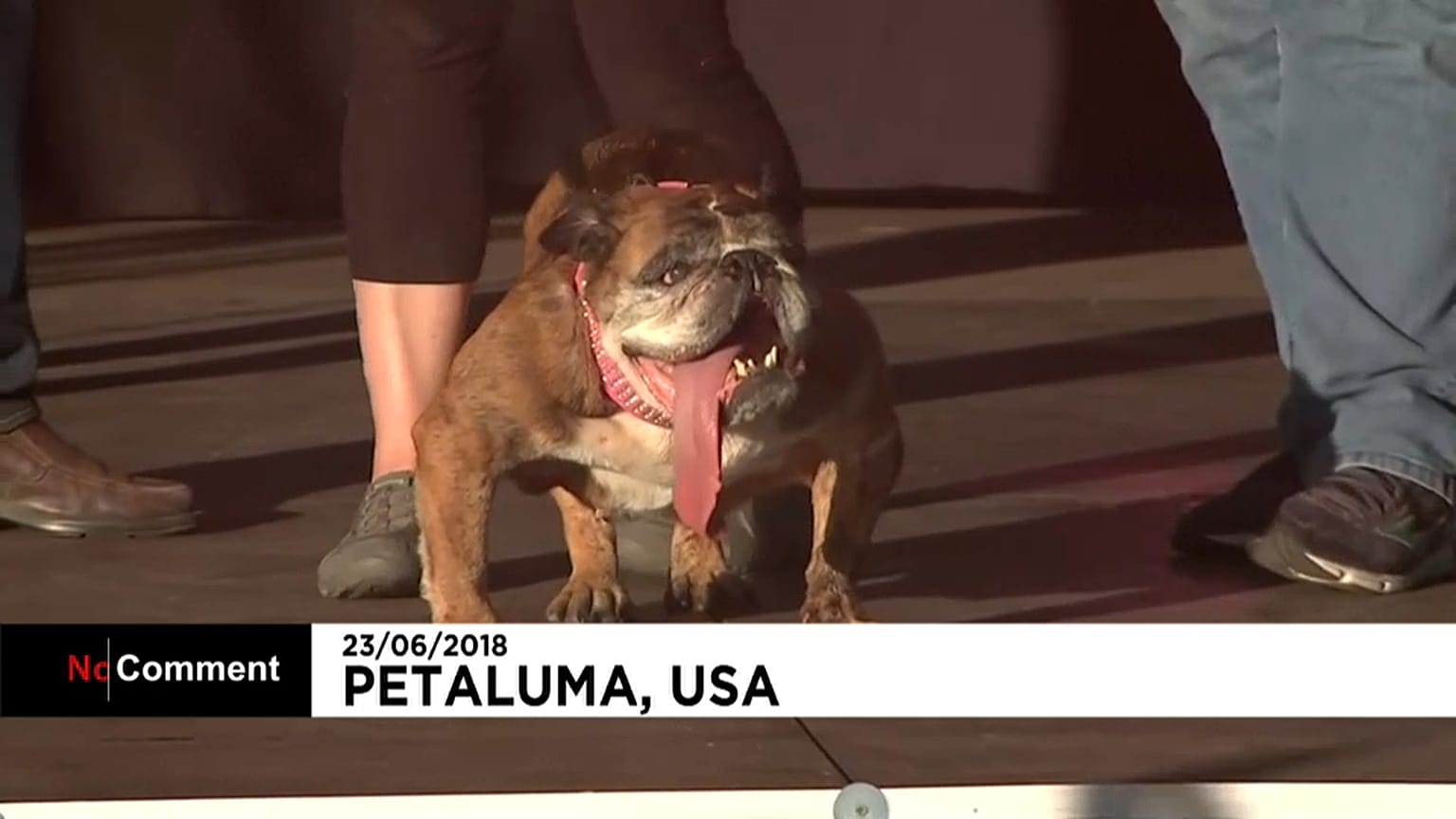 Zsa Zsa é o cão mais feio do mundo