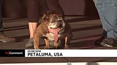 Zsa Zsa é o cão mais feio do mundo