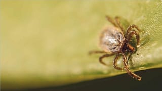 Alerte aux tiques en Hongrie