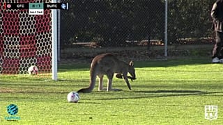 Un kangourou fan de football en Australie