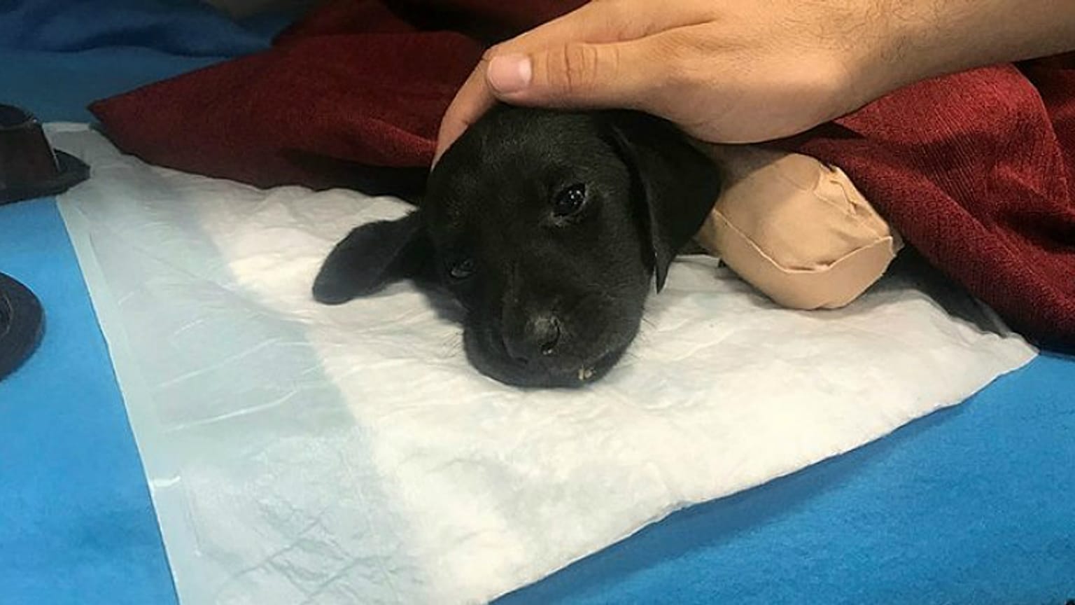 İşkenceyle öldürülen yavru köpek soruşturmasında kepçe operatörüne tahliye 