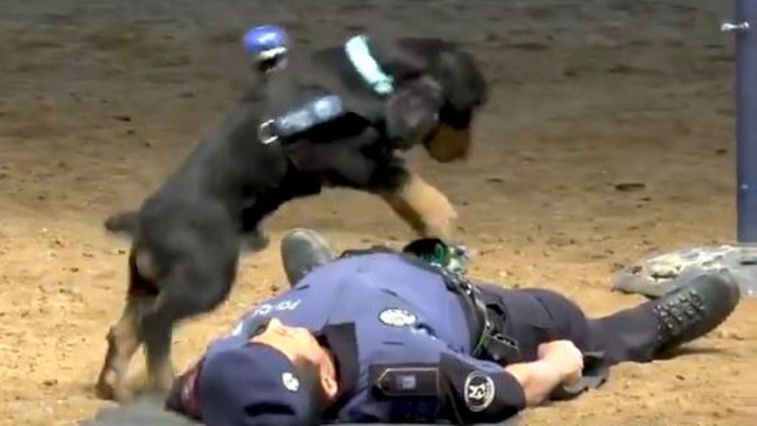 Debunked: Spanish police dog 'performing' CPR is stunt for kids