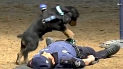 Debunked: Spanish police dog 'performing' CPR is stunt for kids