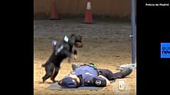 3 Mio. Klicks für Hund, der Polizisten 'wiederbelebt'