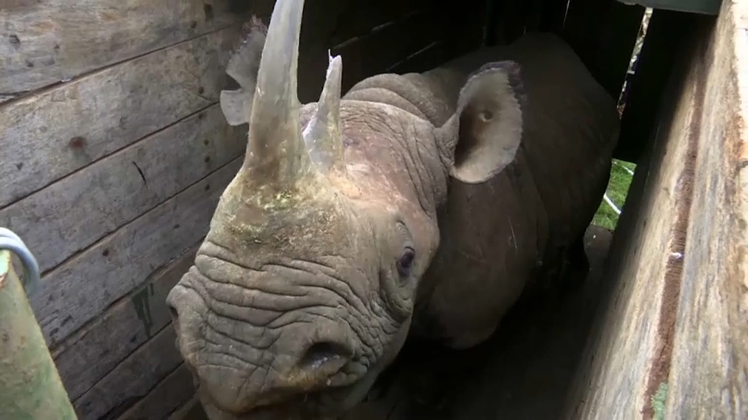 Relocation of black rhino after increase in new births 