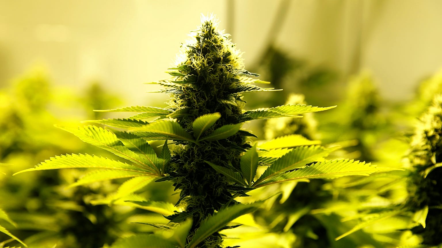 A cannabis plant