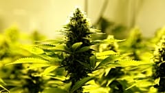 A cannabis plant