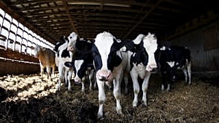 Védelmet kérnek a vegánok ellen a francia hentesek