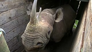 Kenia: Neue Heimat für Spitzmaulnashörner