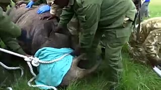 Költöznek az orrszarvúak Kenyában