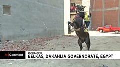 Танцующая лошадь 