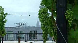 Szőlészet New York tetőin
