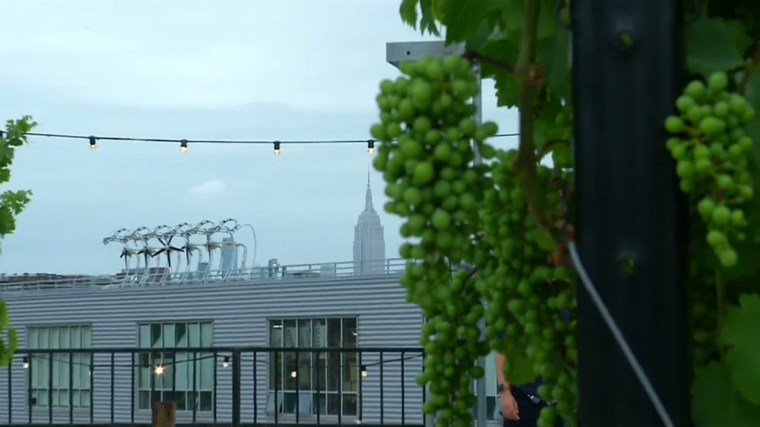 New York: "il vigneto urbano" 