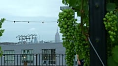 New York: "il vigneto urbano" 