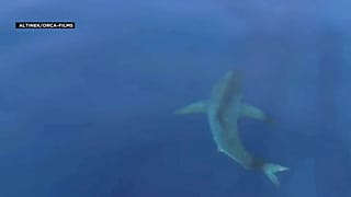 Un tiburón blanco en las islas Baleares