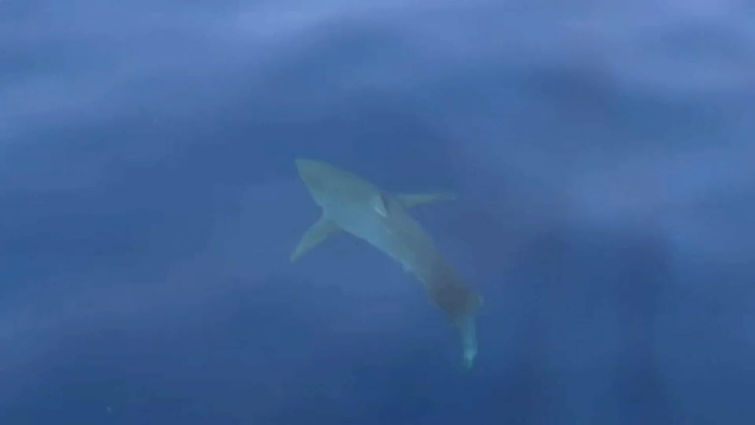 Un grand requin blanc au large des Baléares