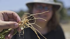 Em busca de uma agricultura sustentável em Chipre 