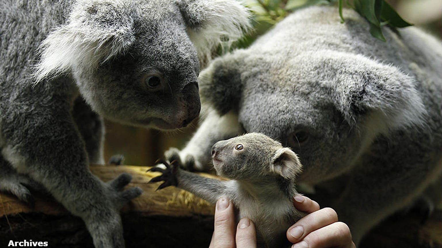 Le koala sauvé grâce à son génome ? 