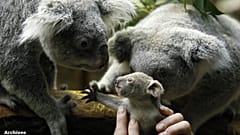 Le koala sauvé grâce à son génome ? 