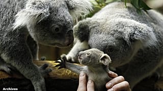 Le koala sauvé grâce à son génome ?