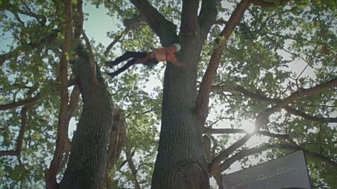 European Tree Climbing Championship takes place in Thoiry, France