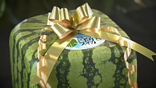 Japão produz melâncias cúbicas