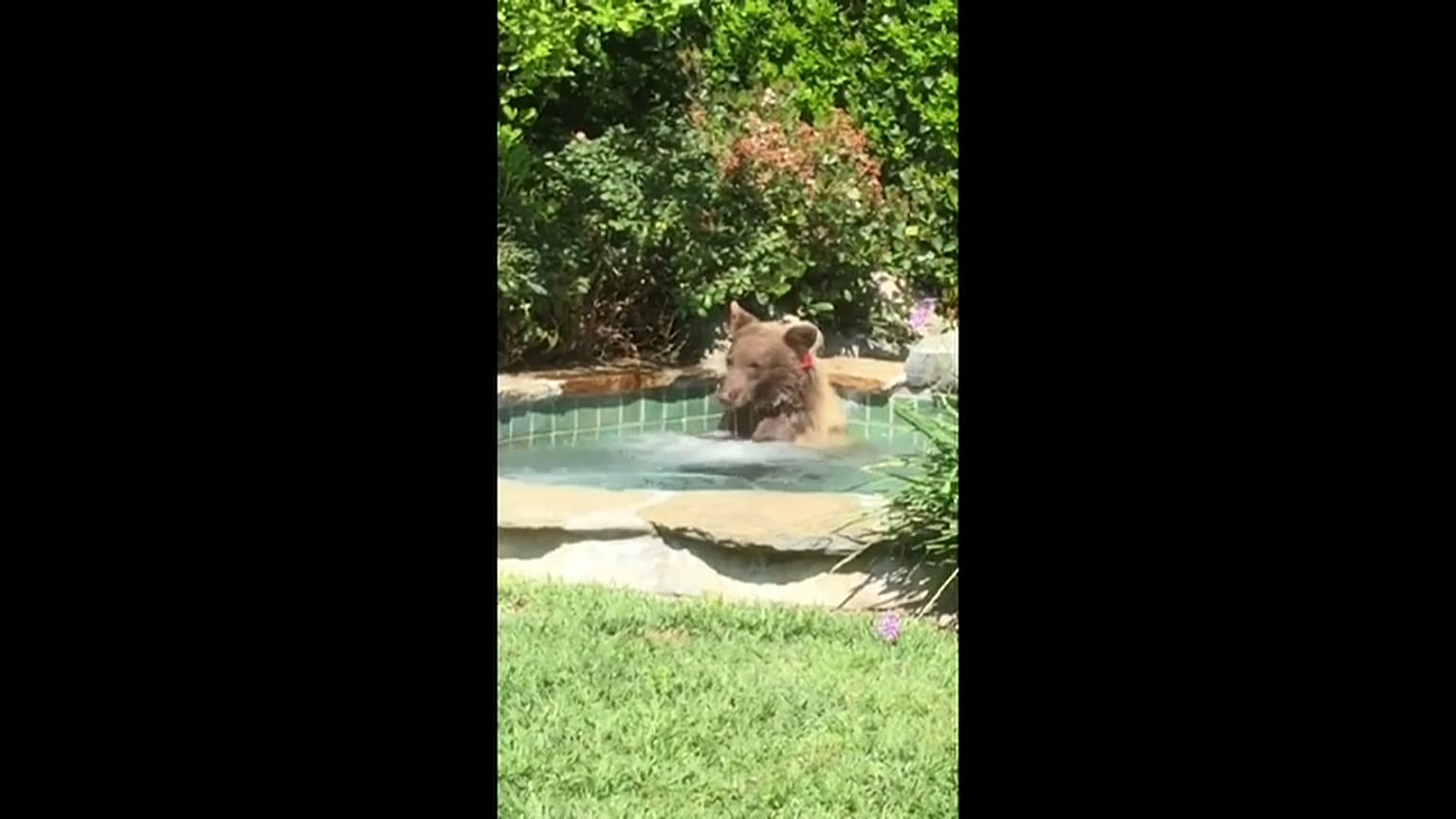 Bär badet und trinkt Margarita