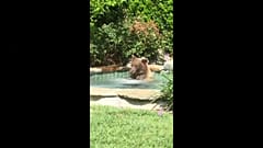 Bär badet und trinkt Margarita
