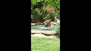 Bär badet und trinkt Margarita