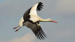 White storks are increasing in numbers in several EU states.